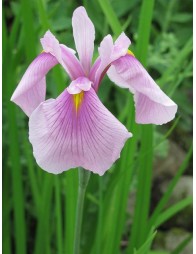 Iris laevigata rose queen