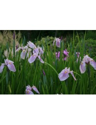 Iris laevigata rose queen