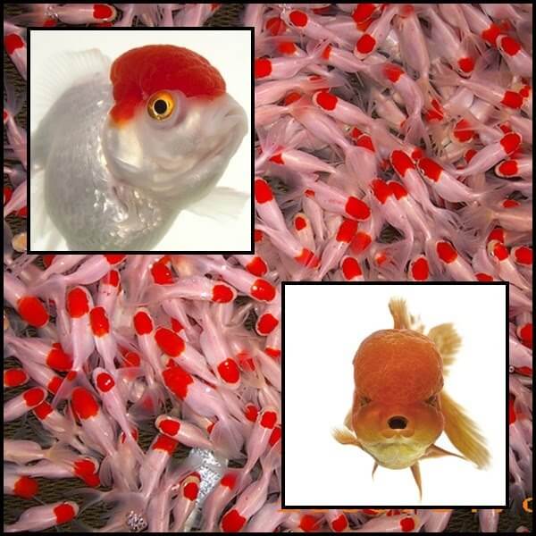 Oranda