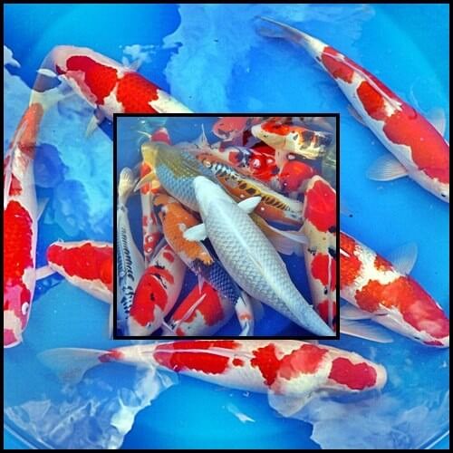 Koi A