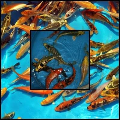 Koi Standard