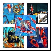 Crapi koi (Japonezi)