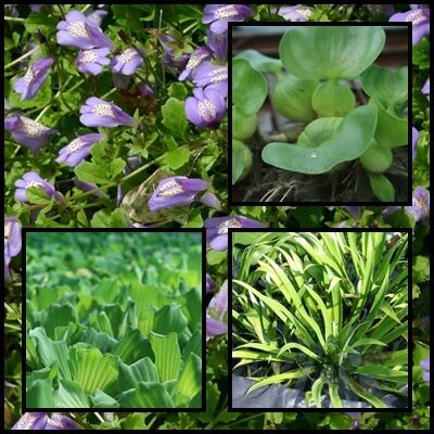 Plante plutitoare